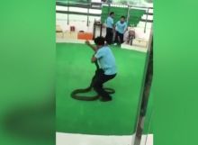 Detik-detik Pawang digigit Ular