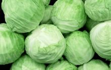 Harga sayur kol di Pekanbaru naik