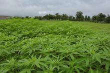 Ladang ganja (ilustrasi)/int