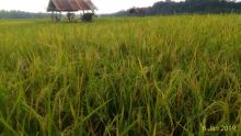 Padi yang siap dipanen oleh petani Kuansing/zar