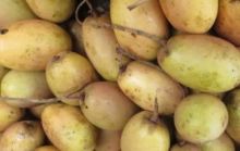 Manfaat buah kemang bagi kesehatan/int