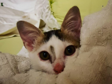 Lego, Kucing Anies Baswedan yang diadopsinya