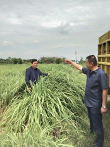 Wakil Bupati H. Halim Saat berada di salah satu Perkebunan Serai Wangi di Medan Sumatera Utara/zar