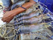 Harga jual udang galah tinggi (foto/int) 