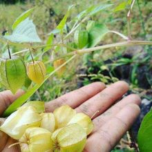 Buah ciplukan kaya manfaat (foto/int) 