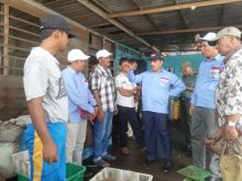 H Said Syarifuddin meninjau potensi siput laut sebagai komoditas ekspor di Kuala Enok/adv