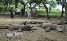 Turis dari mancanegara menyaksikan langsung secara dekat kehidupan Komodo. Foto: int 