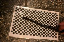 Ular Boa yang coba diselundupkan