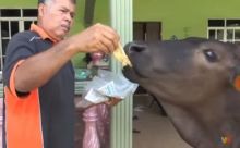 Sapi bernama Tam yang suka makan roti canai dan minum kopi (foto/int) 