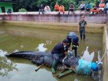 Buaya bernama Mery saat dievakuasi petugas setelah memangsa seorang warga di Minahasa, Sulawesi Utara. Foto: int 