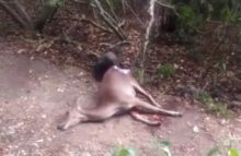 Rusa yang menjadi makanan utama komodo/int