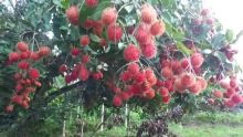 Kebun Rambutan