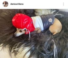 Anjing kesayangan aktris Priyanka Copra