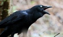 Mitos Indonesia seram burung gagak penanda orang mati (foto/ilustrasi) 