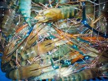 Harga udang galah dan ikan di Pekanbaru hari ini (foto/ilustrasi) 