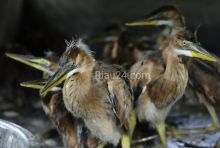 Foto. Riau24.com/Amri