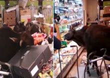 Gerombolan kerbau menyerbu supermarket di Hong Kong, yang kemudian jadi viral di medsos. Foto: int 
