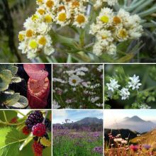 Enam Tanaman Gunung/int