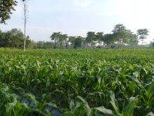 Kebun jagung Keltan Harapan Jaya