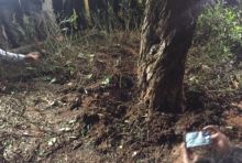 Semak-semak di bawah pohon, yang diduga pusat ledakan saat nobar debat pilpres tadi malam. Foto: int 