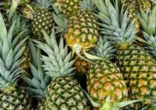 Manfaat nanas lawan kankee hingga kesuburan laki-laki (foto/int) 