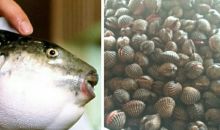 Makanan berbahaya di dunia, ada juga yang sering  dimakan orang Indonesia (foto/int) 