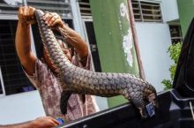 Petugas mengamankan seekor trenggiling yang akan dijual ke luar negeri beberapa waktu lalu. Saat ini, perdagangan ilegal membuat trenggiling di Indonesia selalu terancam. Foto: int 