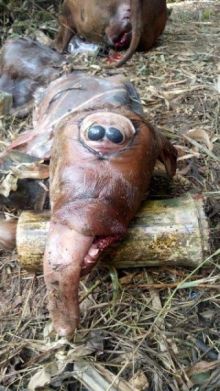 Foto bayi sapi yang lahir cacat dengan mata menyatu menjadi satu ditemgah kepala. (Okezone).