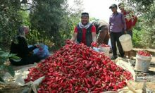 Petani Gaza, Palestina panen cabai merah jumbo (foto/instagram) 
