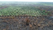 Lokasi kebakaran di Tanjung Putus Pangkalan Kerinci yang sudah padam/(BPBD Pelalawan)   /ist