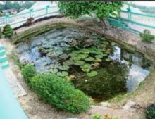 Danau Kolam Hijau Siak /lin