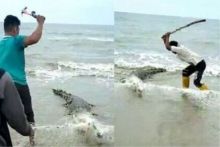 Dua orang sedang gebukin buaya yang sudah terperangkap dalam jaring. Foto/The Star