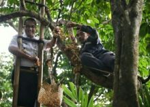 Anies Baswedan naik tangga ambil buah duku di Condet (foto/instagram) 