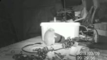 Seekor tikus yang terpantau kamera cctv tengah memindahkan perkakasa bengkel milik pria tua warga Inggris. Foto: int