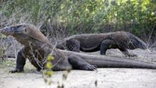 Komodo yang saat ini rawan diburu untuk diperdagangkan secara ilegal. Foto: int 