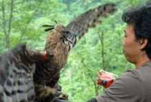 Polulasi Elang Jawa saat ini terus mengalami penurunan, sehingga perlu upaya pengembangbiakan. Foto: Int 