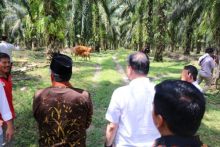  Kepala Badan Restorasi Gambut (BRG) RI Nazir Foead. M.Sc didampingi Bupati Siak H Alfedri M.Si mengunjungi Kampung Dayun /lin