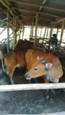 Truk daan sapi curian diamankan polisi/int