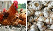 Harga bawang dan ayam di Pekanbaru mahal (foto/int)