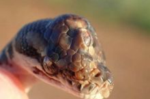 Ular Sanca Bermata Tiga