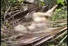 Terlihat jasad wanita tanpa kepala ditemukan warga Jalan Mattaim Dumai.