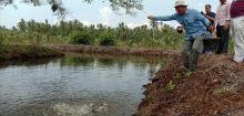 Kolam budidaya ikan air tawar milik msyarakat dibawah pendampingan dinas perikanan di Desa Sungai Luar/rgo