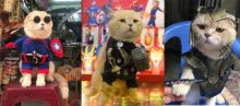 Kucing Avengers Endgame
