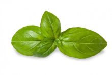 Daun basil