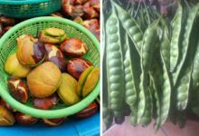 Harga jengkol dan petai di Pekanbaru selama ramadhan (foto/int)