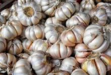 Bawang putih mulai mahal di Pekanbaru (foto/int)