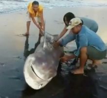 Viral hiu dipindah ke laut pakai cara guling-guling (foto/int)