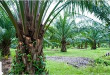 Kebun sawit di Siak/lin