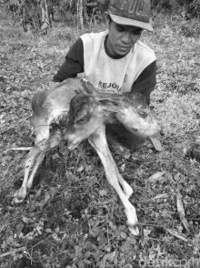 Anak sapi yang lahir dengan kepala dua, membuat heboh warga. Foto: int 