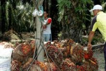 Aktivitas petani sawit (ilustrasi). Foto: int 